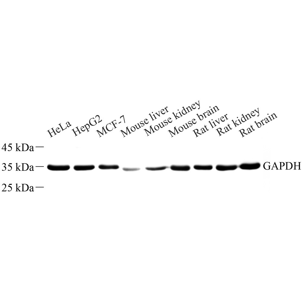 Anti -GAPDH Rabbit pAb