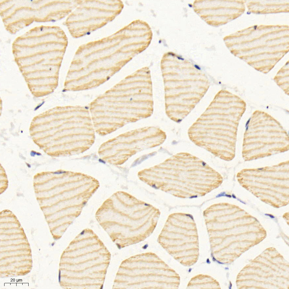 Anti -ACTN3 Rabbit pAb