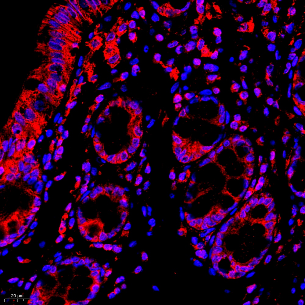 Anti -Cytochrome C Mouse mAb