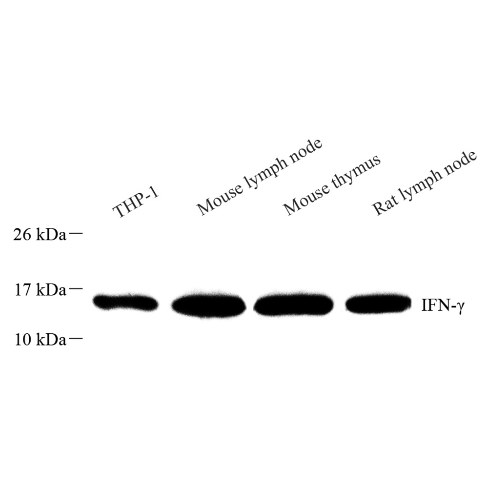 Anti -Interferon gamma Rabbit pAb