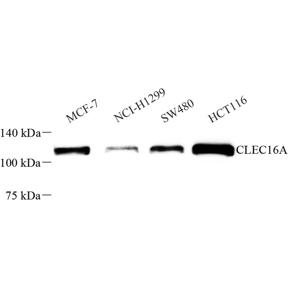 Anti -CLEC16A Rabbit pAb