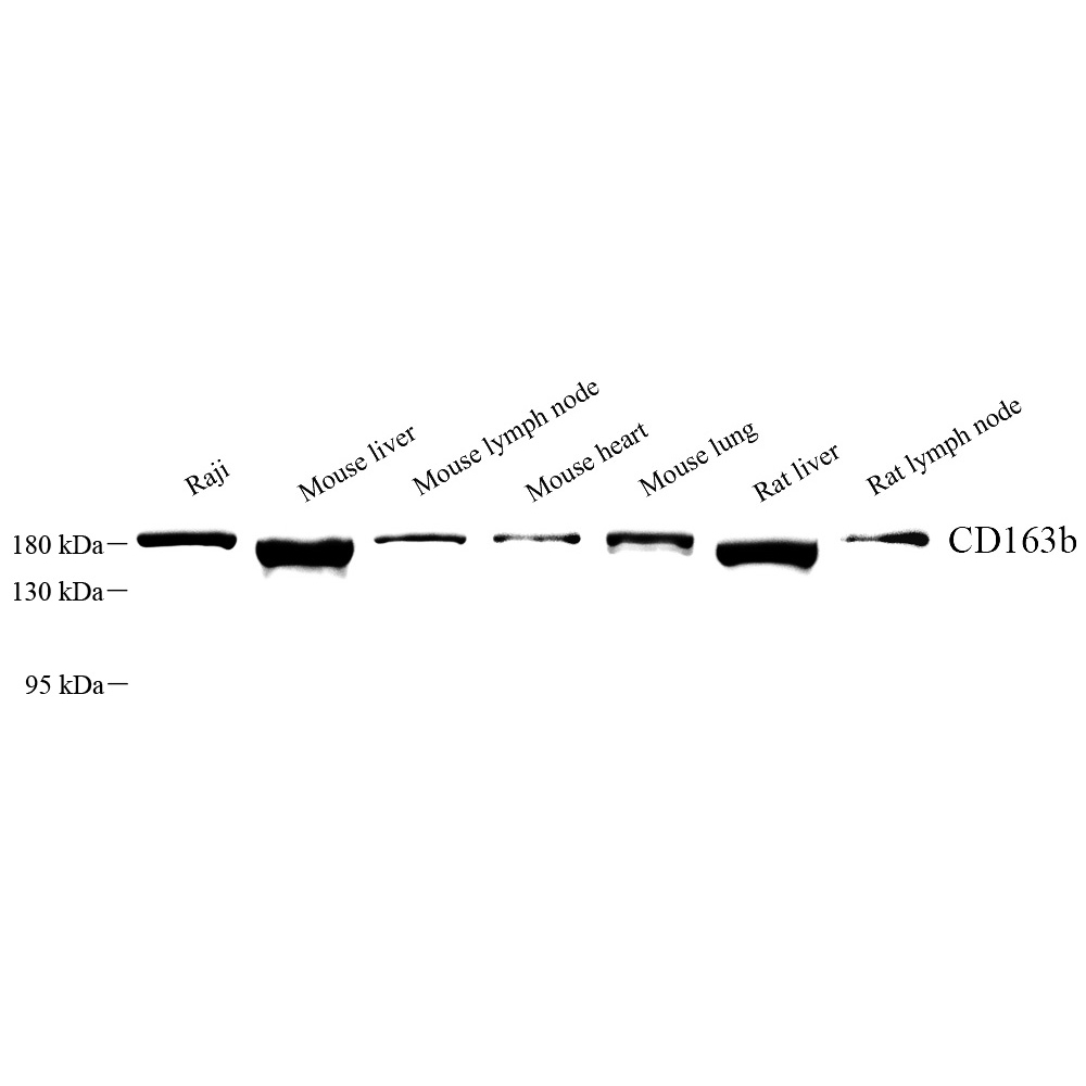 Anti -CD163L1 Rabbit pAb