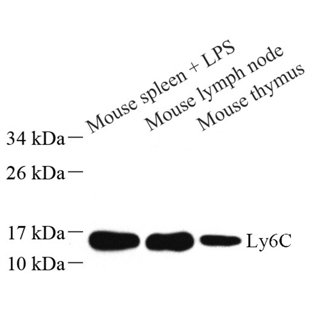 Anti -Ly6c Rabbit pAb