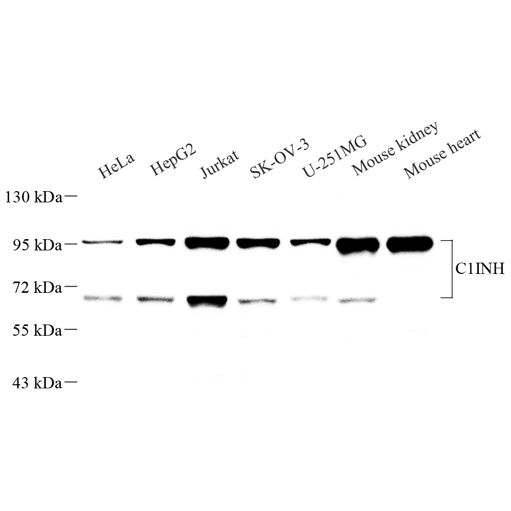 Anti -SERPING1 Rabbit pAb