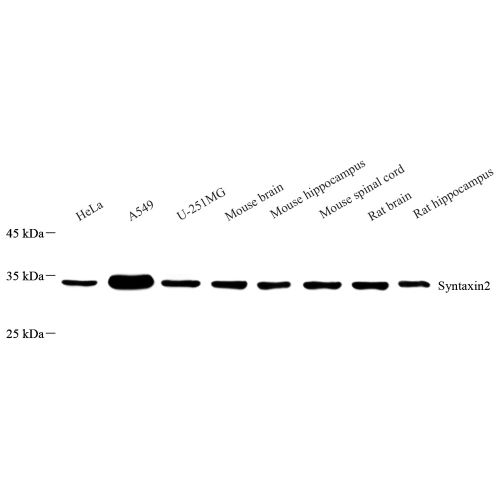 Anti -Syntaxin 2/STX2 Rabbit pAb