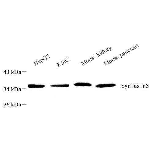 Anti -Syntaxin 3 Rabbit pAb