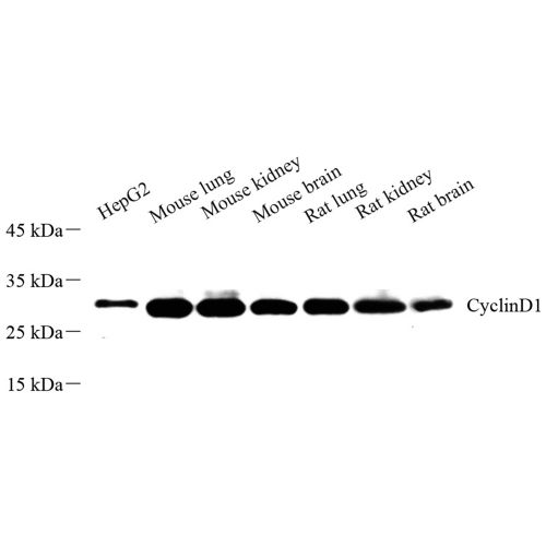 Anti -Cyclin D1 Rabbit pAb