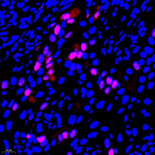 Anti -Cyclin A2 Rabbit pAb