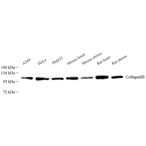 Anti -CollagenIII Rabbit pAb