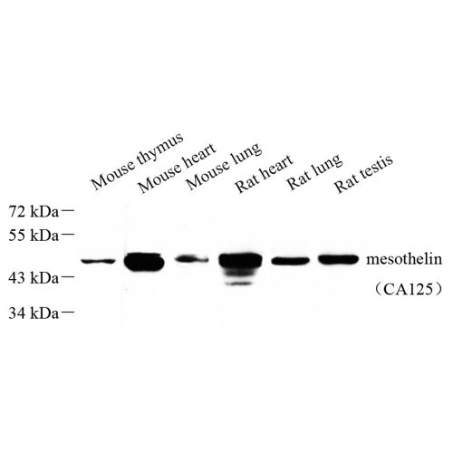 Anti -Mesothelin Rabbit pAb