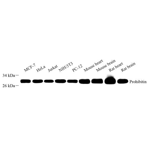 Anti -Prohibitin Rabbit pAb