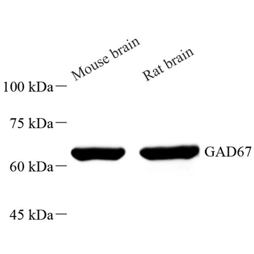 Anti -GAD67 Rabbit pAb