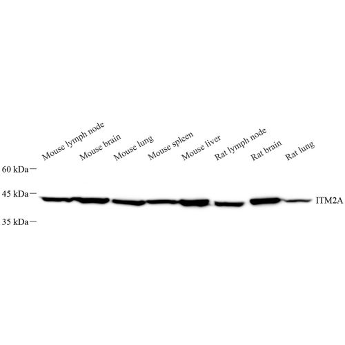 Anti -ITM2A Rabbit pAb