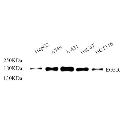 Anti -EGFR Rabbit pAb