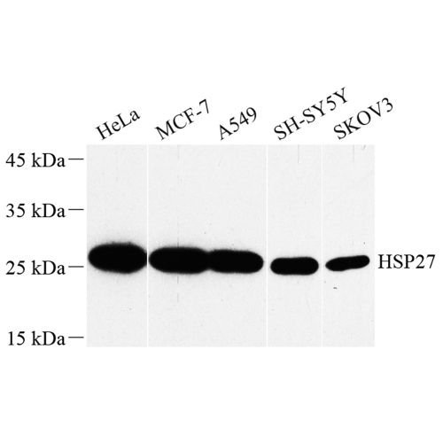 Anti -Hsp27 Rabbit pAb