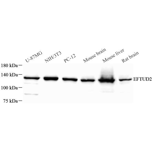 Anti -EFTUD2 Rabbit pAb