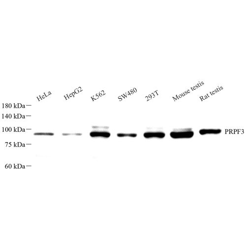 Anti -PRPF3 Rabbit pAb