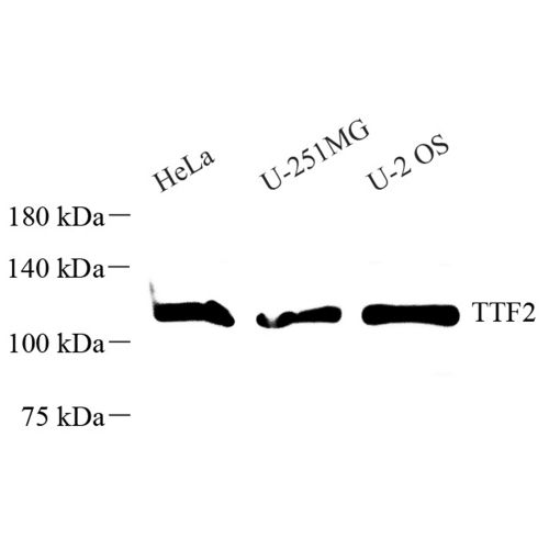 Anti -TTF2 Rabbit pAb