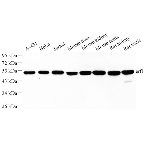 Anti -eRF1 Rabbit pAb