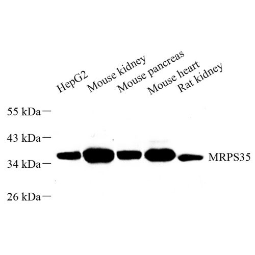 Anti -MRPS35 Rabbit pAb