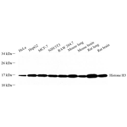 Anti -Histone H3.3 Rabbit pAb