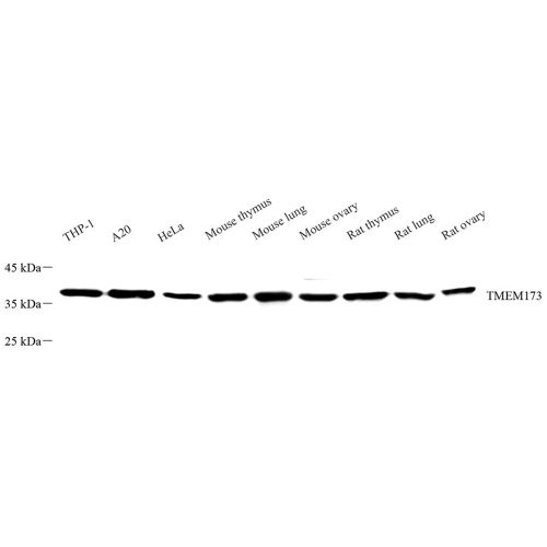 Anti -TMEM173 Rabbit pAb