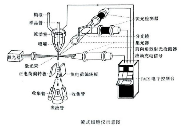 流式細胞術